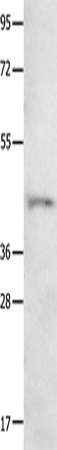 Western Blot analysis of 231 cell   using NTSR1 Polyclonal Antibody at dilution of 1:800