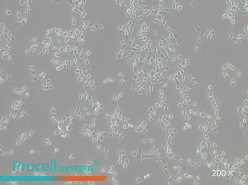 B16-F10 Cell Complete Medium - small - 6