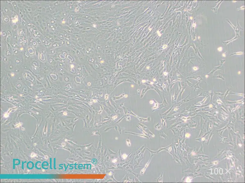 Pt K1 [NBL-3] Cell Complete Medium - 1
