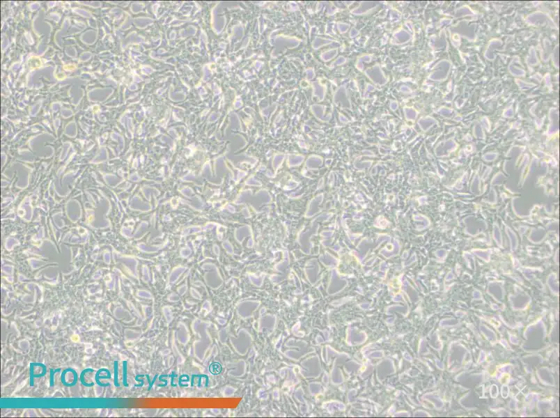 LNCaP clone FGC Cell Complete Medium - 2
