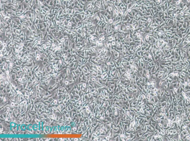 CAL-62 Cell Complete Medium - 2