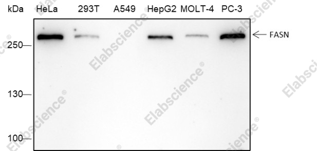Recombinant FASN Monoclonal Antibody - 1