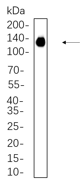 Recombinant PI3-Kinase p110α Monoclonal Antibody-searchlist-1