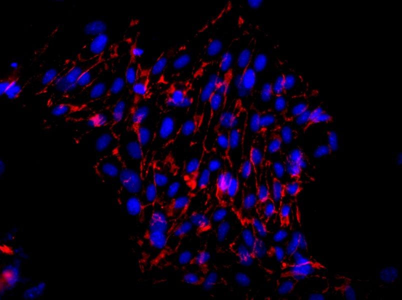 Mouse Aortic Endothelial Cell Complete MediumMouse Aortic Endothelial Cell Complete Medium - 2