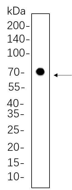 Recombinant Nrf1 Monoclonal Antibody-searchlist-1