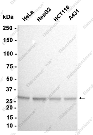 Recombinant Peroxiredoxin 4 Monoclonal Antibody - 2