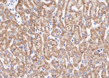 Recombinant COX IV Monoclonal Antibody-searchlist-2