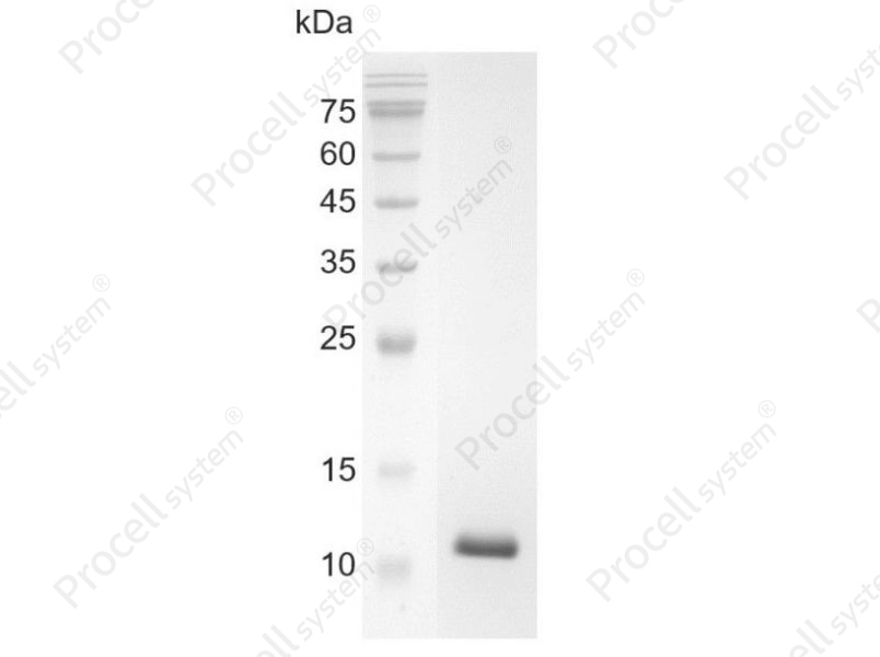 TGF&beta; 1/TGFB1, Swine, Recombinant
