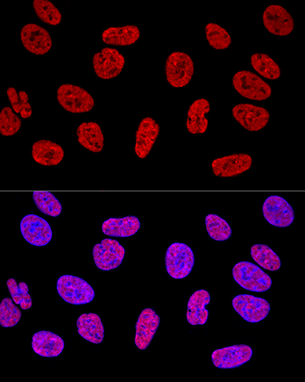 Confocal immunofluorescence analysis of U2OS cells using KHDRBS1 Polyclonal Antibody at dilution of  1:400. Blue: DAPI for nuclear staining.