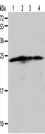 Western Blot analysis of Hela, A431, 293T and Jurkat cell using BAK1 Polyclonal Antibody at dilution of 1:900