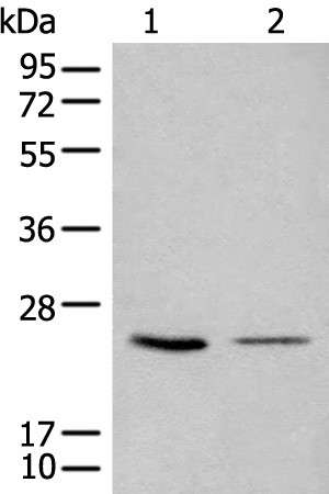 Western blot analysis of 293T and LOVO cell lysates  using CDCA4 Polyclonal Antibody at dilution of 1:1000