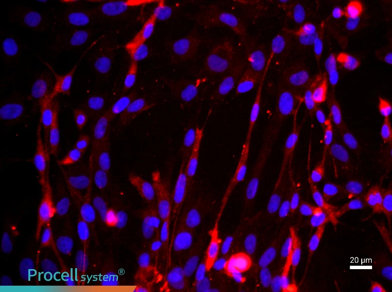 Mouse Skeletal Muscle Cell Complete Medium - 2