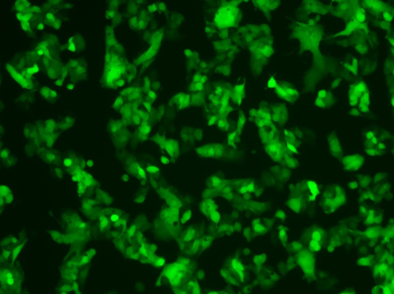 HeP G2-LUC-EGFP Cell Complete MediumHeP G2-LUC-EGFP Cell Complete Medium - 2