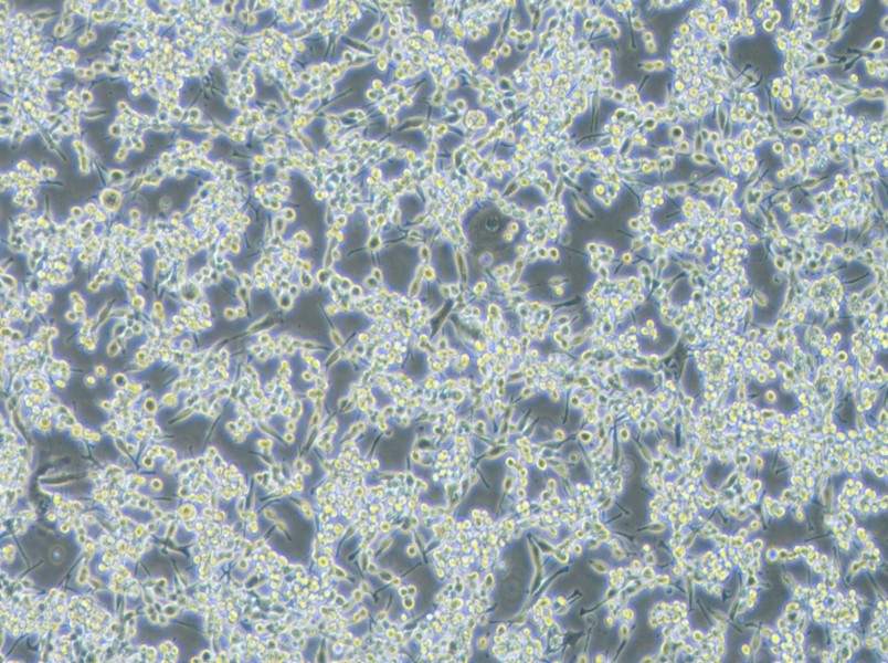 LA795 Cell Complete Medium - 3