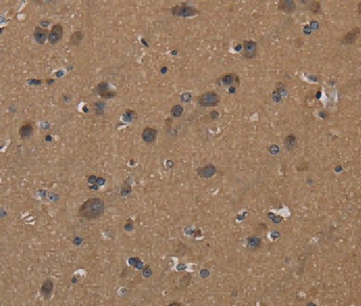 CD242 Polyclonal Antibody - 3