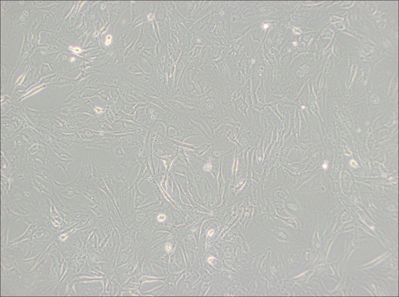 3T3-Swiss albino Cell Complete Medium - 3