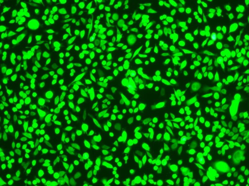 AGS-GFP Cell Complete MediumAGS-GFP Cell Complete Medium - 3
