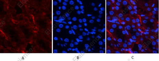 Recombinant Phospho-Akt (Thr308) Monoclonal Antibody - 4