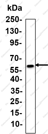 Recombinant RPE65 Monoclonal Antibody - 2