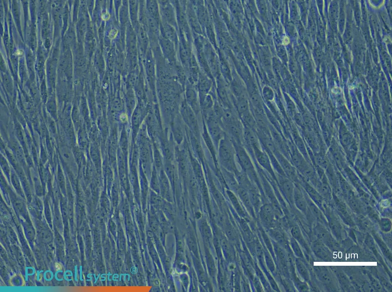 Human Dermal Fibroblast (Primary cell immortalization) Complete Medium - 4