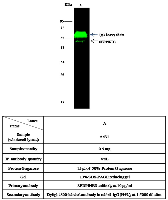 Recombinant SERPINB3/SCCA-1 Monoclonal Antibody-searchlist-1