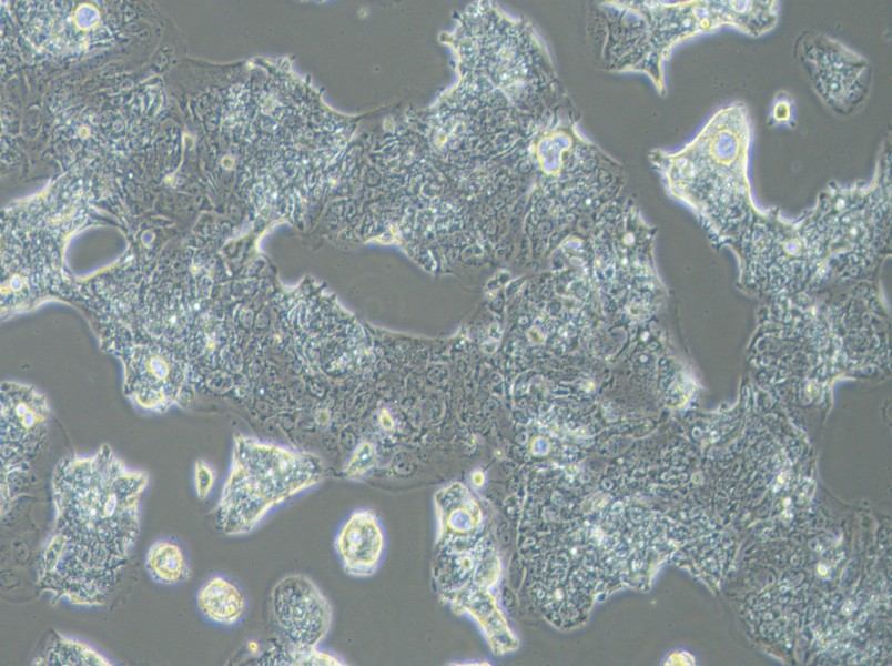 SW1463 Cell Complete Medium - 2