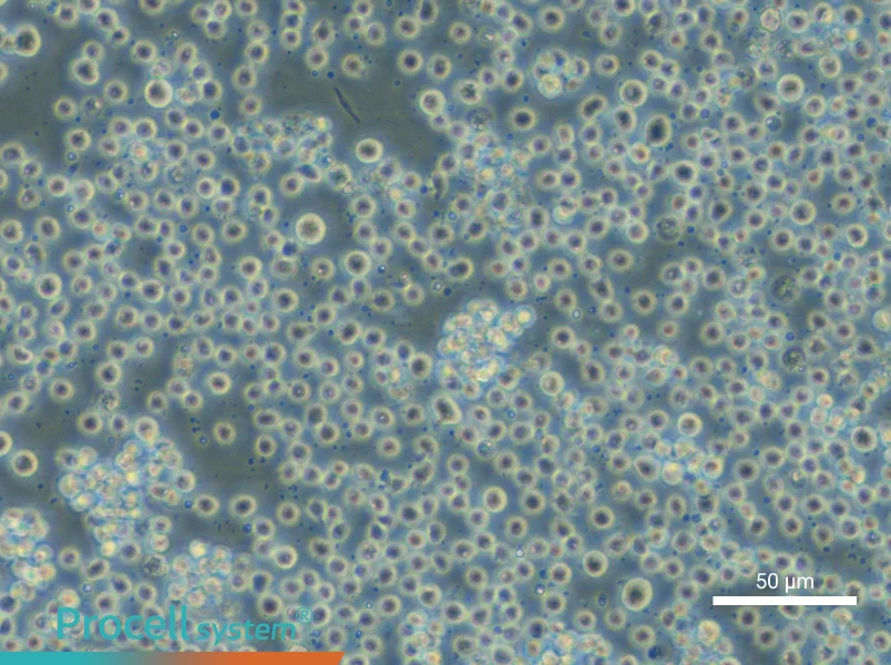 KG-1 Cell Complete MediumKG-1 Cell Complete Medium - 5