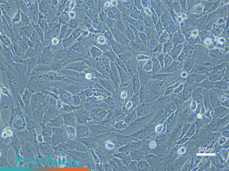 Rabbit Chondrocyte Complete Medium - 6