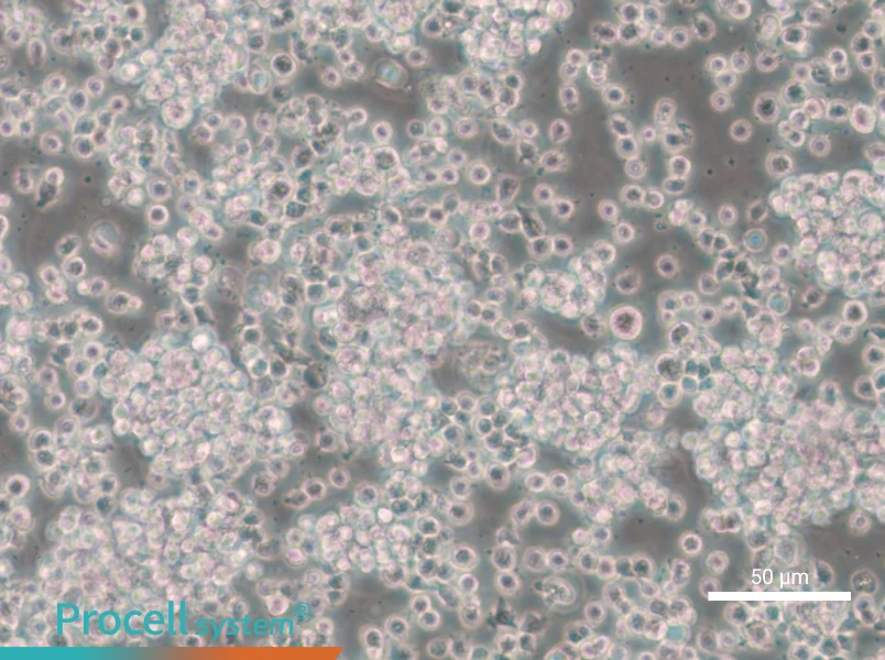 CTLL-2 Cell Complete Medium - small - 5