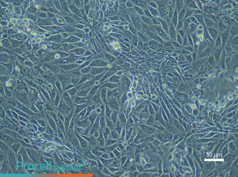 Mouse Corneal Epithelial Cell Complete Medium - 4