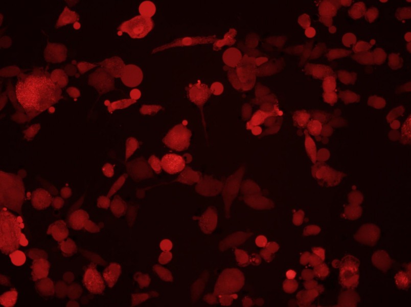 PC-3-RFP Cell Complete Medium - 2