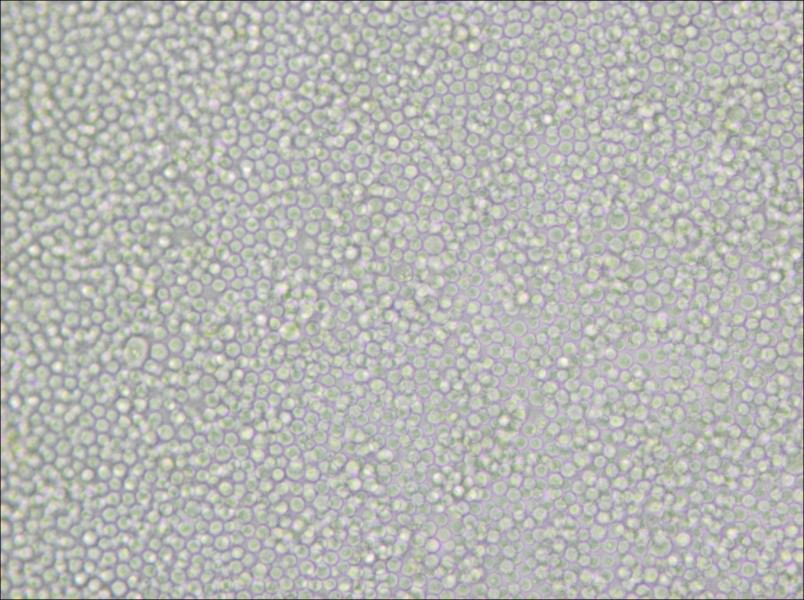 P388D1 Cell Complete Medium - 6