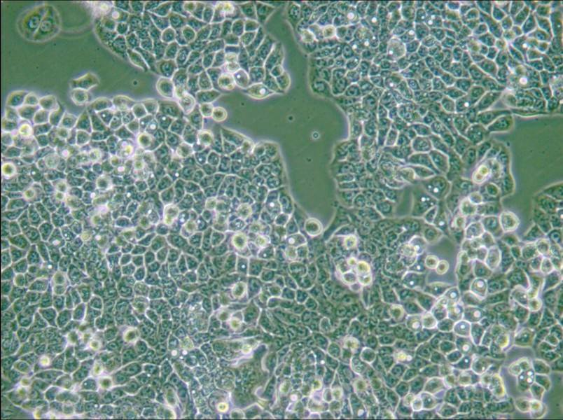 CX-1 Cell Complete Medium - small - 5