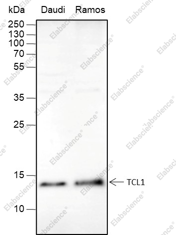 Recombinant TCL1 Monoclonal Antibody - 1