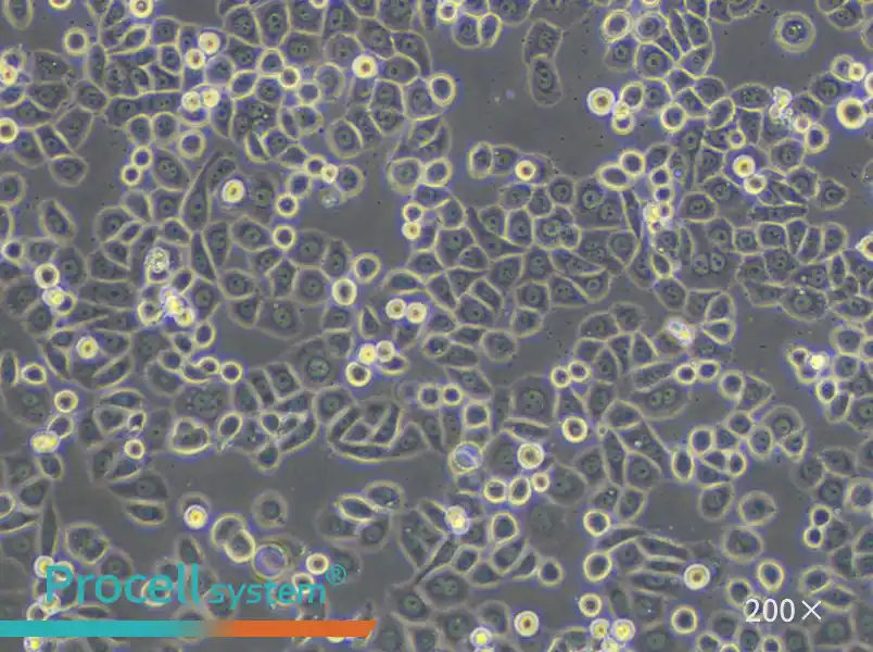 MDA-MB-468 (DMEM) Cell Complete Medium - small - 6