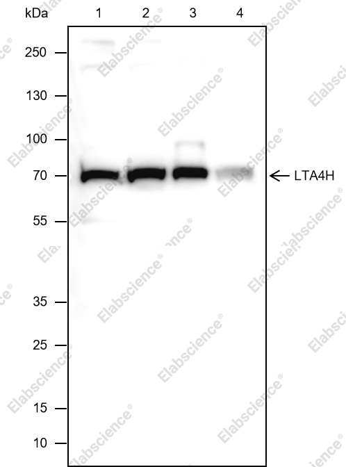 Recombinant LTA4H Monoclonal Antibody - 1