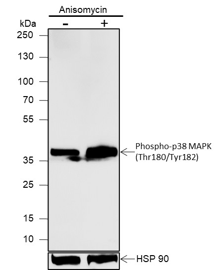 Recombinant Phospho-p38 MAPK (Thr180, Tyr182) Monoclonal Antibody-searchlist-1