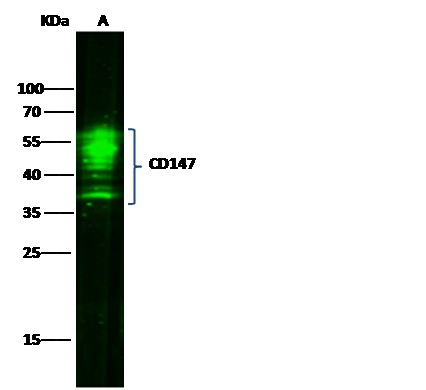 Recombinant CD147/EMMPRIN/Basigin Monoclonal Antibody - small - 10