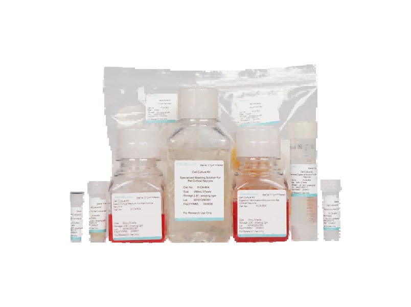 Rat Cortical Neuron Isolation and Culture Kit