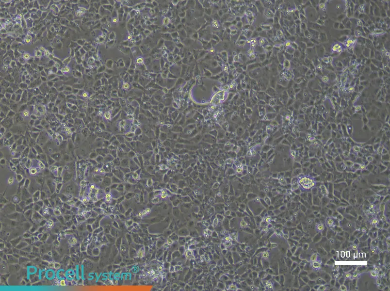 Rat Coronary Artery Endothelial Cell Complete MediumRat Coronary Artery Endothelial Cell Complete Medium - 2