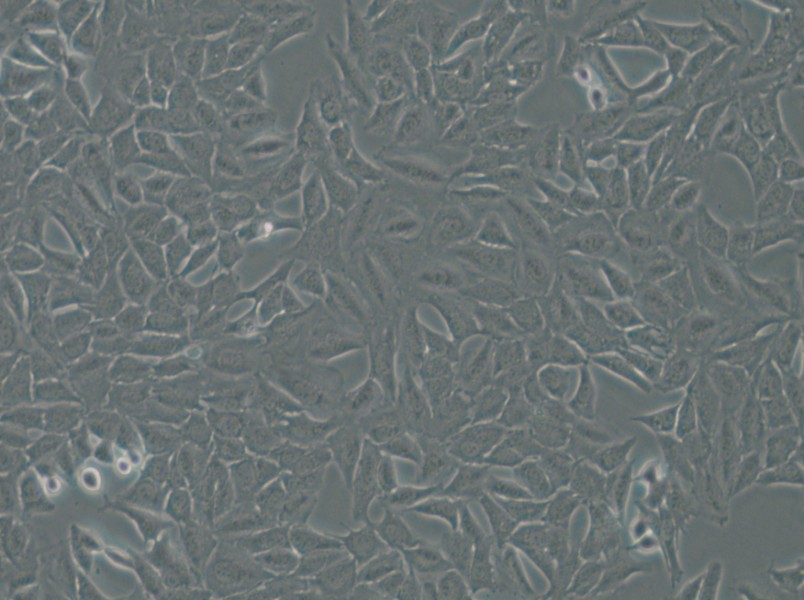 Py230 Cell Complete Medium - 5