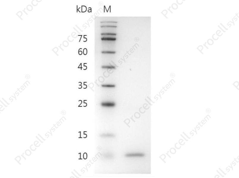 BMP-4/BMP-2B/DVR4, Mouse, Recombinant
