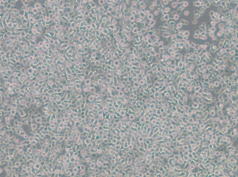 ST486 Cell Complete Medium - small - 6