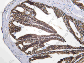 Recombinant STX17 Monoclonal Antibody - 4