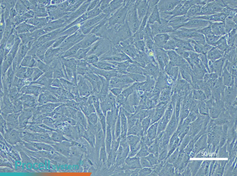 Rabbit Adipose-Derived Stem Cell Complete Medium - 4