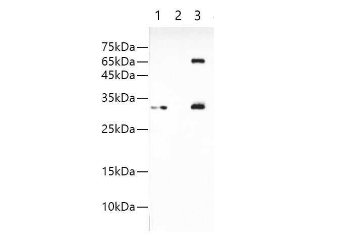 Flag-Tag Polyclonal Antibody - 3