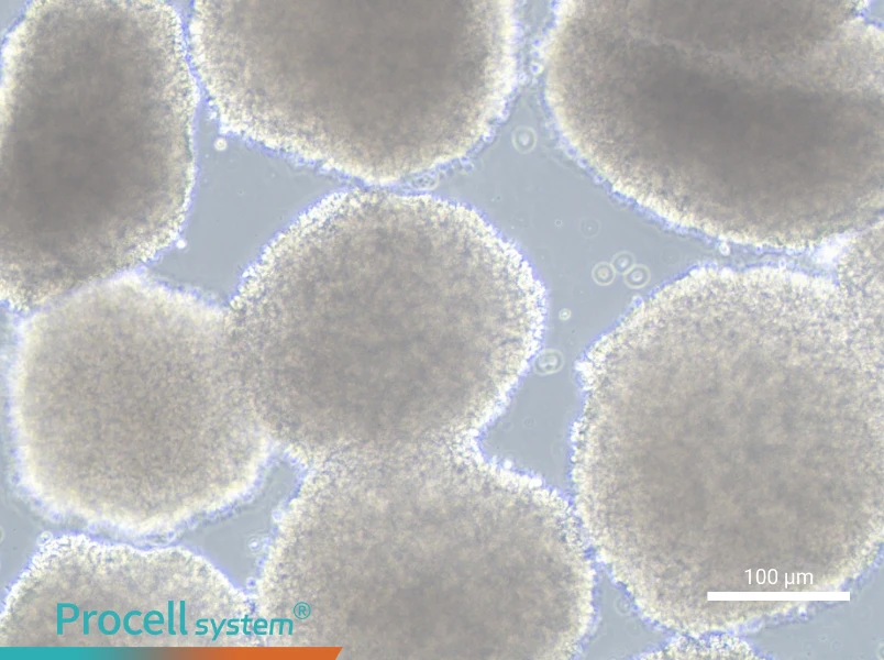 GM12878 Cell Complete MediumGM12878 Cell Complete Medium - 3