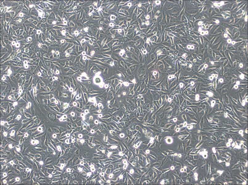 HS-5 Cell Complete Medium-searchlist-1