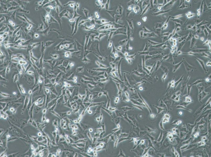 SF-295 Cell Complete Medium - 3