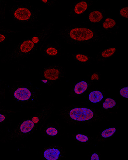 Confocal immunofluorescence analysis of U2OS cells using ALYREF Polyclonal Antibody at dilution of  1:100. Blue: DAPI for nuclear staining.